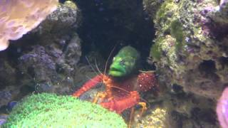 Wolf eel and Lobster