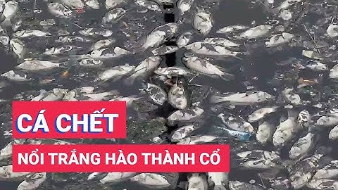 Cá chết nổi trắng hào thành cổ Vinh