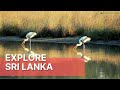 Explore sri lanka  sri lanka wildlife