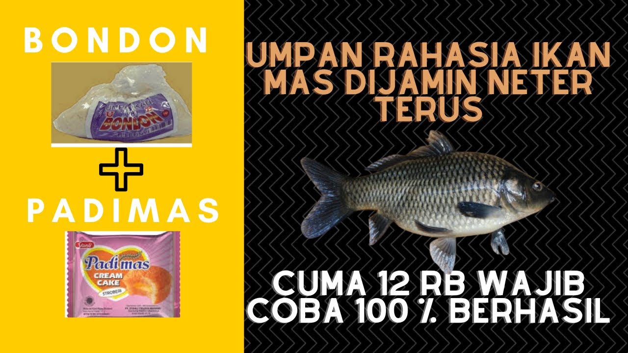 Featured image of post Umpan Ikan Mas Neter Terus Kemudian campurkan dengan sarden kalengan hingga rata