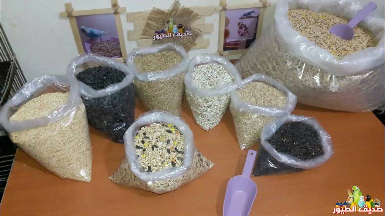 ماهي خلطة البذور التي أعطيها لطيوري بادجي كوكتيل روز فيشر زيبرا...