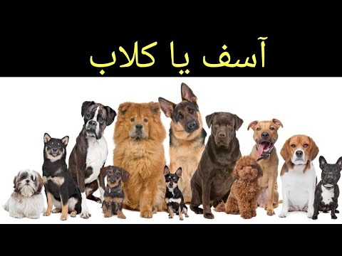 اعتذاري الشديد جدا للكلاب انا آسف جدا د عبدالعزيز الخزرج الأنصاري