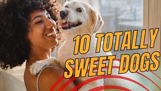 Top 10 Most Affectionate Dog Breeds That Will Steal Your Heart