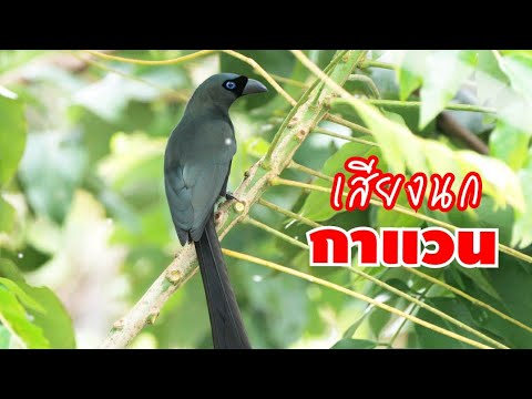 เสียงนกกาแวน คมชัด Racket-tailed Treepie sound 