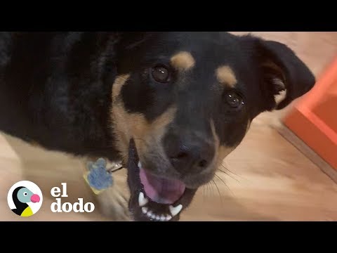 Vídeo: ¿Podemos Hablar De Perros En La Oficina? No Son Saludables