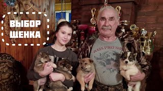 Александр Константинович выбирает щенка 🐕Часть 3