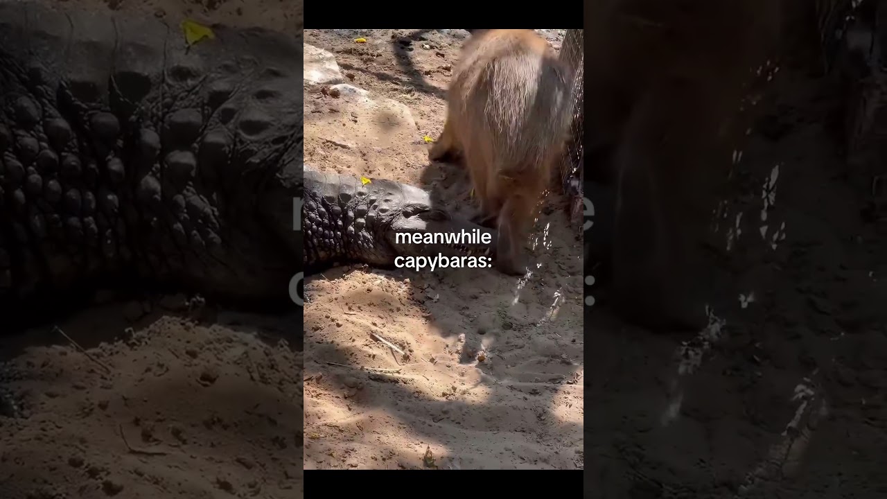 Capybaras are NOT helpless adlı videoyu YouTube'da izle Capybaras are NOT helpless adlı videoyu YouTube'da izle
