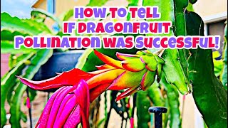 How to Tell if Dragonfruit SET FRUIT! Pollination Success! Dragon Fruit Tips and Tricks EP 6