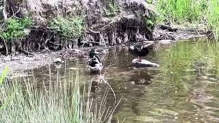 Ducks in the Wild