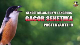   Pancingan Cendet Gacor Seketika Langsung Bunyi Mbongkar Materi Cocok Untuk Burung Macet