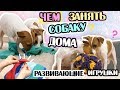 РАЗВИВАЮЩИЕ ПОИСКОВЫЕ ИГРУШКИ ДЛЯ СОБАК СВОИМИ РУКАМИ | ЧЕМ ЗАНЯТЬ СОБАКУ ДОМА?