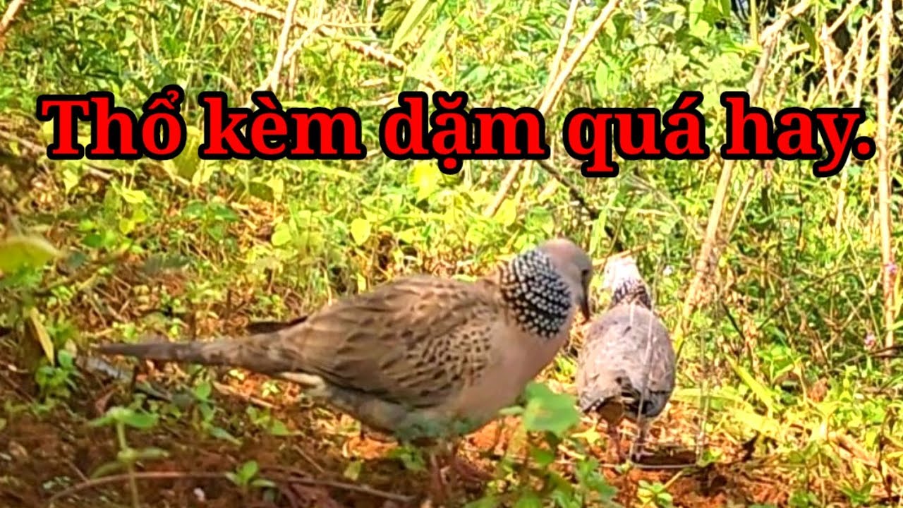 Горбун слишком хорош. Клип 1289 Ha Kon Tum.