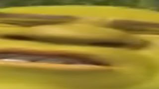 Ytp Shrek Gives A Lesson