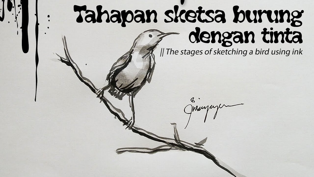 Tahapan Sketsa Burung Dengan Tinta The Stages Of Sketching A