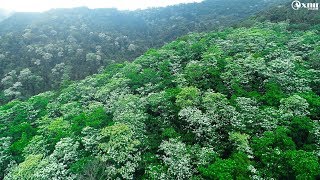 [空拍]-苗栗南庄油桐花季盛開~