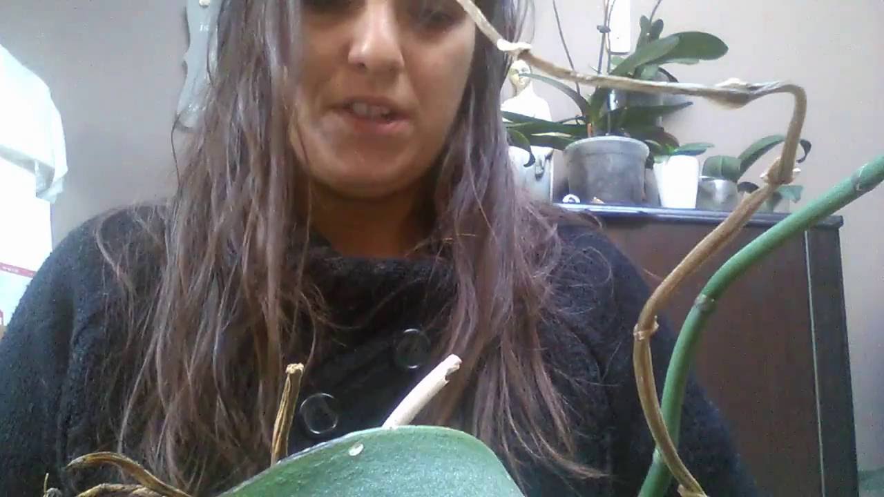 Phalaenopsis orchid vs Potting soil YouTube