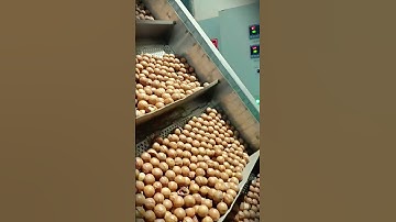 This is the process of processing high-value macadamia nuts #shorts