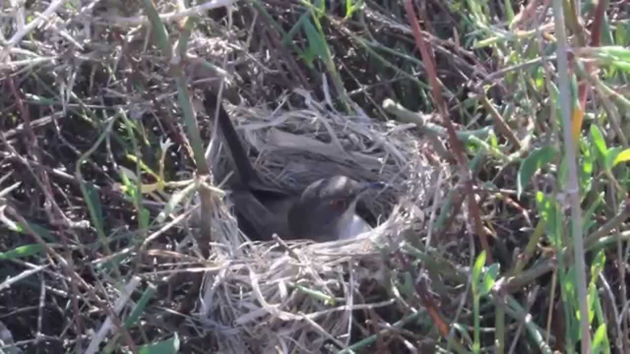 Sardinian Warbler (Sylvia melanocephala) nest - Cyprus 
