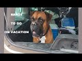 Funny Boxer Dog Can't Wait To Leave On Summer Vacation
