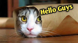 Real Funny Cats Video Part 06
