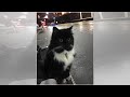 Felix the Train Station Cat Gets Promoted