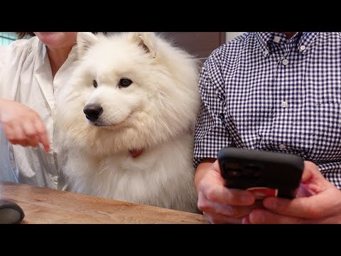 サニーにYouTube動画をチェックしてもらって許可を頂きました/サモエド samoyed