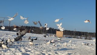 Коротко о моей деревенской жизни голуби и собаки . кусочек счастья