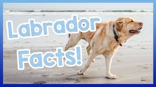 Facts About Labradors! Fun and Interesting Facts About Labrador Dogs!
