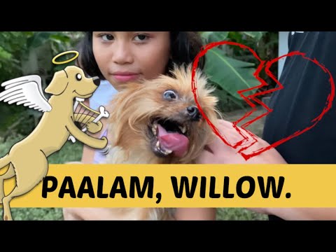 WILLOW IS DEAD | Paalam Baby Willow
