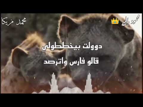 حلات واتس عصام صاصا كلاب الدنيا اجتمعو عشان يمحو الاسد