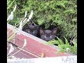 4 Feral Kittens: Trapping Them Successfully!