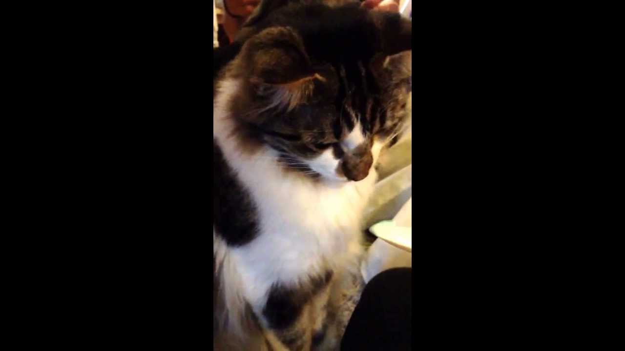 Cat gets brain freeze eating ice cream!! Hilarious!! YouTube