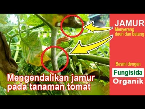 Video: Perawatan Jamur Daun Tomat: Cara Mengobati Jamur Daun Tanaman Tomat