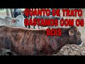 💰💲QUANTO JÁ GASTAMOS COM OS NOVOS GARROTES NO CONFINAMENTO🐂