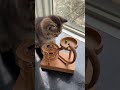 The owner of this cat caught it stealing fish.