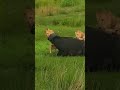 Close Up of a Lion Pride Hunting a Massive Buffalo  #wildlife  #animals #predatorvsprey