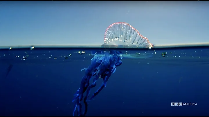 Planet Earth: Blue Planet II | Portuguese man o' war | Coming to BBC America 2018
