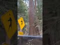 Homi’s Daily Life | Autumn Colors on the Road to Sequoia 🌲🍂 A Quiet California Drive