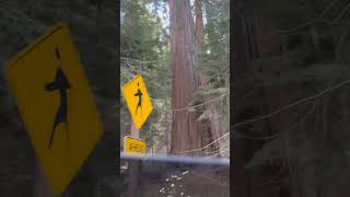 Homi’s Daily Life | Autumn Colors on the Road to Sequoia 🌲🍂 A Quiet California Drive