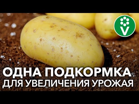 Видео: Картофель дает листья, но не дает урожая – причины низкой урожайности картофеля