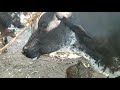 Vacas paridas en el tránsito San Miguel El Salvador parte ll