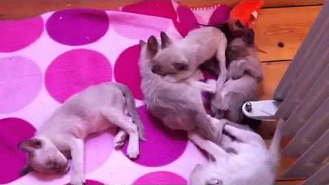 Video 2093141: tonkinese kitten