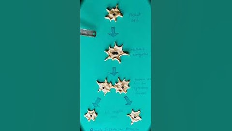 Binary Fission in Amoeba