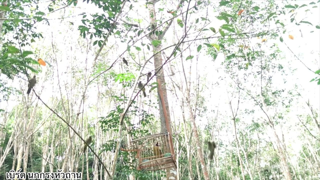 ต่อนกกรงหัวถ่าน(เจ้าเหลือง)11 . #นกป่ามากันเต็ม 5 ตัว รุมนกต่อ 1 ตัว