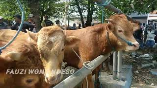 pasar sapi sumber pucung kab malang!!update harga sapi mulai dari 6 juta,an ! 25 september 2021