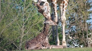 Reticulated Giraffe Birth
