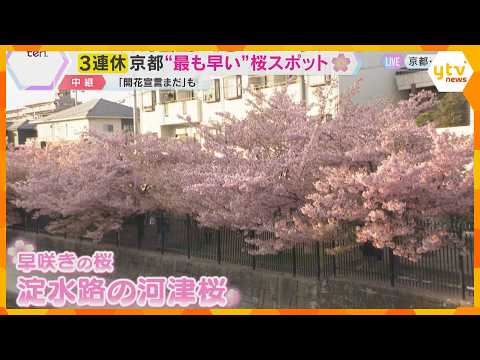 京都・伏見の“最も早い”桜スポット『淀水路の河津桜』約300本が見ごろ　あす「桜まつり」開催予定