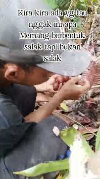 salak tapi bukan salak #katakatabijakalibinabuthalib #hutan