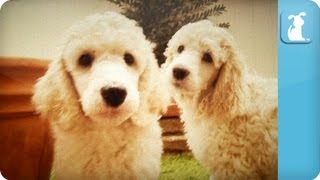Poodle Puppies - Puppy Love