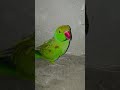 parrot sound 🫶🏻 #diybuild #parrot #survival #diybuild #parrot #birds #logcabin #ytshorts #shorts